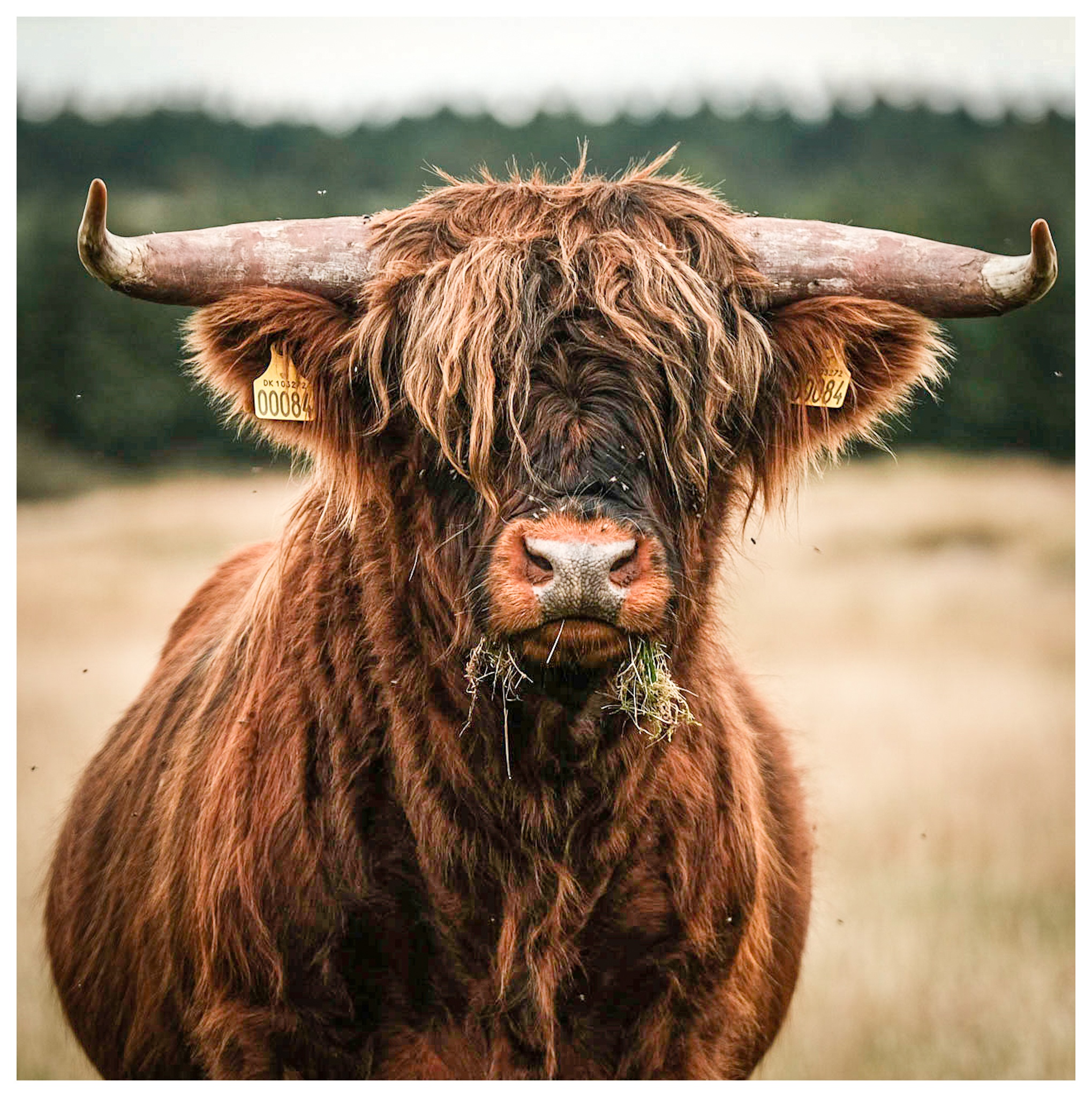 Scottish Higland Cattle