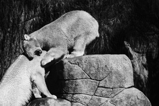 Trip to the zoo in monochrome